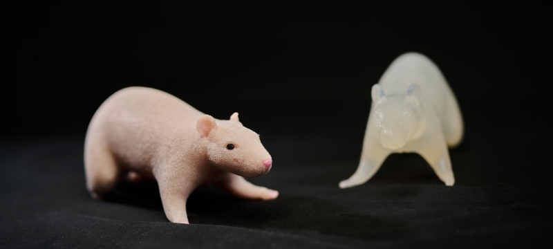 AnthroRat synthetic silicone rat model for laboratory training - educational simulation product